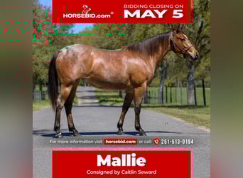 American Quarter Horse, Klacz, 2 lat, 150 cm, Gniadodereszowata