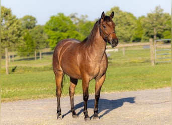 American Quarter Horse, Klacz, 2 lat, 150 cm, Gniadodereszowata