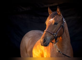 American Quarter Horse, Klacz, 2 lat, 150 cm, Gniadodereszowata