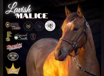 American Quarter Horse, Klacz, 2 lat, 150 cm, Gniadodereszowata