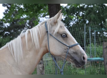 American Quarter Horse, Klacz, 2 lat, 150 cm, Izabelowata
