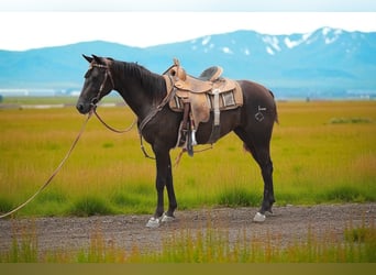 American Quarter Horse, Klacz, 2 lat, 150 cm, Kara
