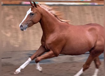 American Quarter Horse, Klacz, 2 lat, 150 cm, Kasztanowata