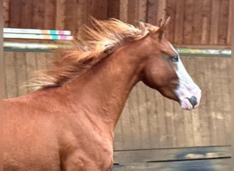 American Quarter Horse, Klacz, 2 lat, 150 cm, Kasztanowata