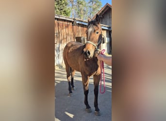 American Quarter Horse, Klacz, 2 lat, 150 cm, Kasztanowata