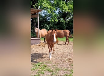 American Quarter Horse, Klacz, 2 lat, 150 cm, Kasztanowata