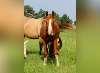 American Quarter Horse, Klacz, 2 lat, 150 cm, Kasztanowata