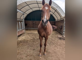 American Quarter Horse, Klacz, 2 lat, 150 cm, Kasztanowata