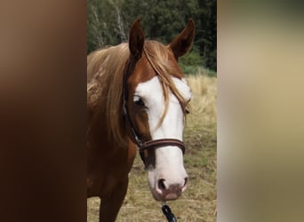 American Quarter Horse, Klacz, 2 lat, 150 cm, Kasztanowata