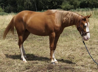 American Quarter Horse, Klacz, 2 lat, 150 cm, Kasztanowata