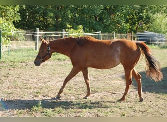 American Quarter Horse, Klacz, 2 lat, 150 cm, Kasztanowata