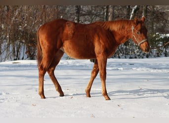 American Quarter Horse, Klacz, 2 lat, 150 cm, Kasztanowata