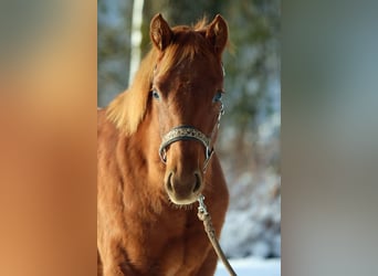 American Quarter Horse, Klacz, 2 lat, 150 cm, Kasztanowata