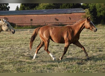 American Quarter Horse, Klacz, 2 lat, 150 cm, Kasztanowata