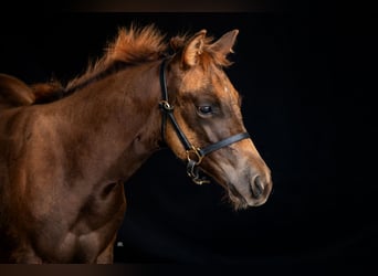 American Quarter Horse, Klacz, 2 lat, 150 cm, Kasztanowata