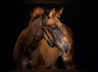 American Quarter Horse, Klacz, 2 lat, 150 cm, Kasztanowata