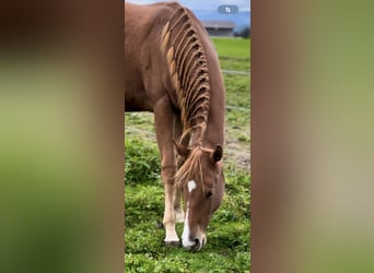 American Quarter Horse, Klacz, 2 lat, 150 cm, Kasztanowata