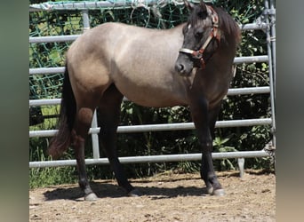 American Quarter Horse, Klacz, 2 lat, 150 cm, Może być siwy