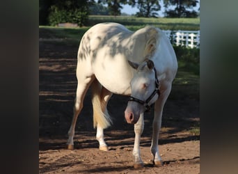 American Quarter Horse Mix, Klacz, 2 lat, 150 cm, Perlino