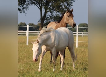 American Quarter Horse Mix, Klacz, 2 lat, 150 cm, Perlino