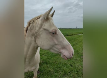 American Quarter Horse, Klacz, 2 lat, 150 cm, Perlino