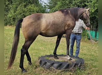 American Quarter Horse, Klacz, 2 lat, 150 cm, Siwa