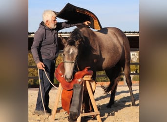 American Quarter Horse, Klacz, 2 lat, 150 cm, Siwa