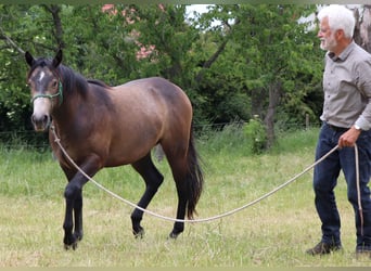 American Quarter Horse, Klacz, 2 lat, 150 cm, Siwa