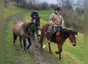 American Quarter Horse, Klacz, 2 lat, 150 cm, Siwa