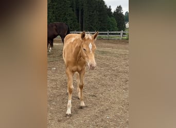 American Quarter Horse, Klacz, 2 lat, 150 cm, Szampańska