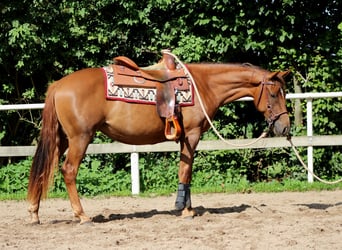 American Quarter Horse, Klacz, 2 lat, 151 cm, Ciemnokasztanowata