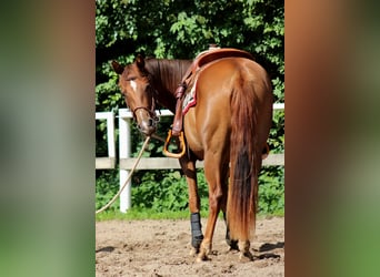 American Quarter Horse, Klacz, 2 lat, 151 cm, Ciemnokasztanowata