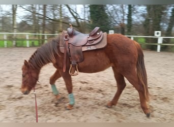 American Quarter Horse, Klacz, 2 lat, 151 cm, Ciemnokasztanowata