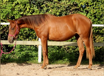 American Quarter Horse, Klacz, 2 lat, 151 cm, Ciemnokasztanowata