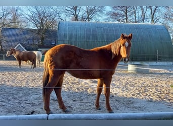 American Quarter Horse, Klacz, 2 lat, 151 cm, Ciemnokasztanowata