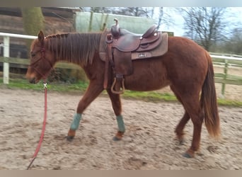 American Quarter Horse, Klacz, 2 lat, 151 cm, Ciemnokasztanowata