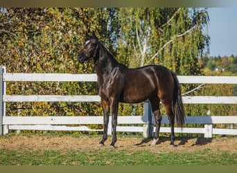 American Quarter Horse Mix, Klacz, 2 lat, 152 cm, Ciemnogniada