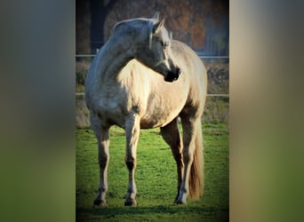 American Quarter Horse, Klacz, 2 lat, 152 cm, Izabelowata