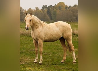 American Quarter Horse, Klacz, 2 lat, 152 cm, Izabelowata