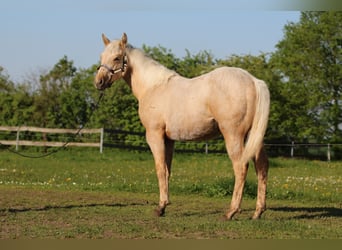 American Quarter Horse, Klacz, 2 lat, 152 cm, Izabelowata