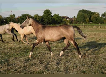 American Quarter Horse, Klacz, 2 lat, 152 cm, Jelenia