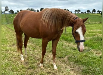 American Quarter Horse, Klacz, 2 lat, 152 cm, Kasztanowata