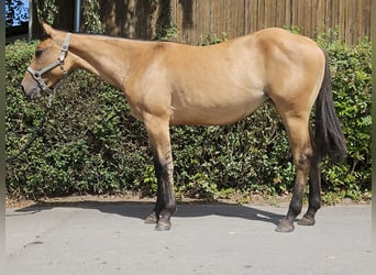 American Quarter Horse, Klacz, 2 lat, 153 cm, Dunalino