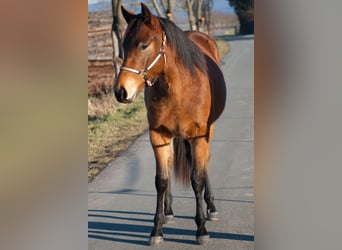 American Quarter Horse, Klacz, 2 lat, 153 cm, Gniada