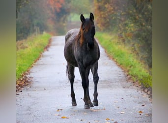 American Quarter Horse, Klacz, 2 lat, 153 cm, Karodereszowata