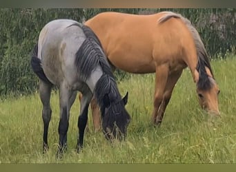 American Quarter Horse, Klacz, 2 lat, 153 cm, Karodereszowata