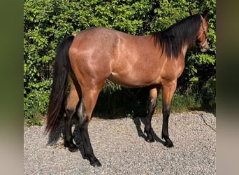 American Quarter Horse, Klacz, 2 lat, 154 cm, Gniadodereszowata