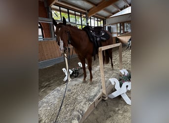 American Quarter Horse, Klacz, 2 lat, 155 cm, Ciemnokasztanowata