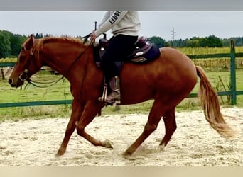American Quarter Horse, Klacz, 2 lat, 155 cm, Ciemnokasztanowata