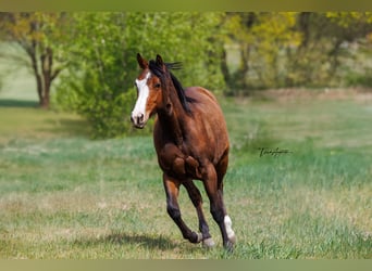 American Quarter Horse, Klacz, 2 lat, 155 cm, Gniada
